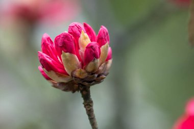 Doğanın Güzeli, renkli çiçek yeni mevsimi karşılamaya hazır.