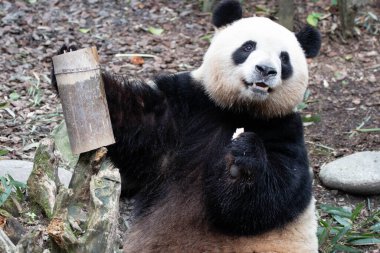 Komik kadın panda pozu, Mei Lan nam-ı diğer Rou Rou, Panda Vadisi, Çin