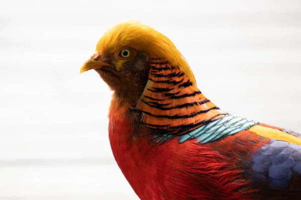 Plumas Coloridas Pájaro Faisán Dorado —  Fotos de Stock