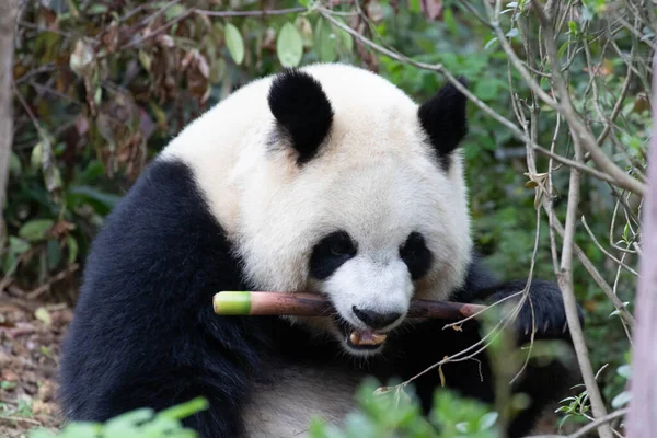 Femme Ludique Panda Yuan Run Eating Bamboo Shoot — Photo