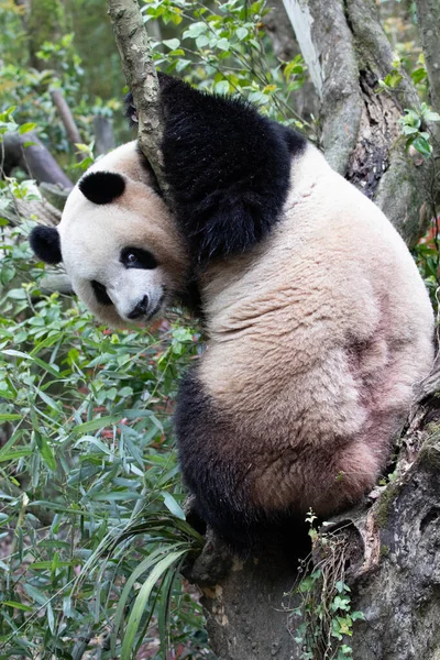 Giocoso Panda Mei Lan Alias Rou Rou Divertirsi Sull Albero — Foto Stock