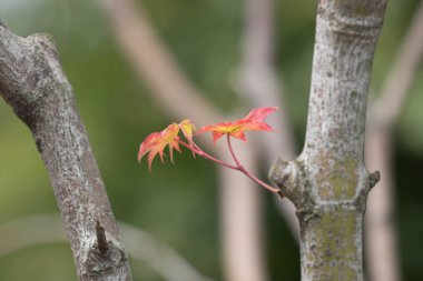 Japon akçaağaç yaprakları büyüyen mevsim boyunca renkli ve biçimlidir.