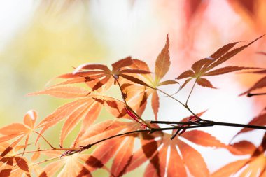 Japon akçaağaç yaprakları büyüyen mevsim boyunca renkli ve biçimlidir.