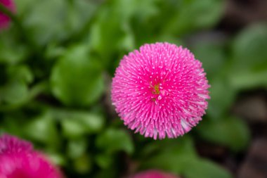 Bellis perennis, papatya familyasından Asteraceae familyasından bir bitki cinsidir..