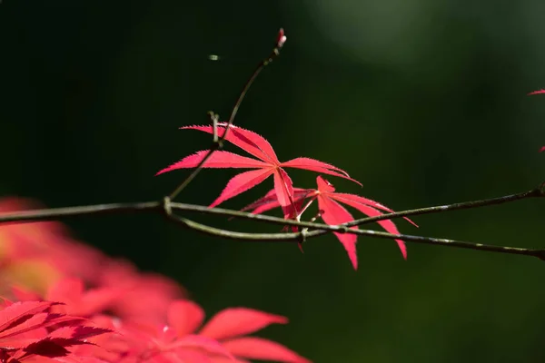 Barevné Forma Japonské Javorové Listy Celé Vegetační Období — Stock fotografie