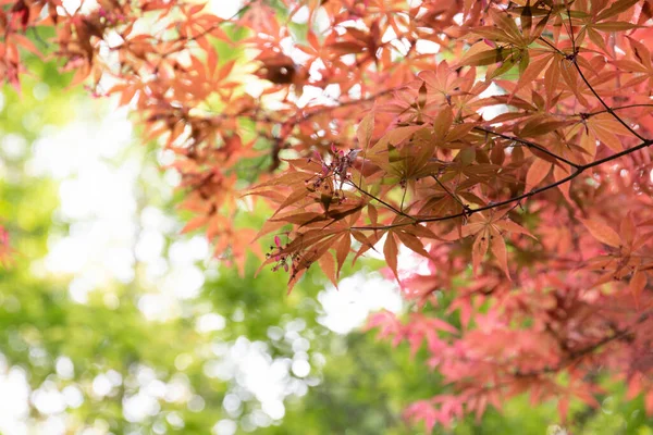 Colorful Form Japanese Maple Leaves Throughout Growing Season — Stock Photo, Image