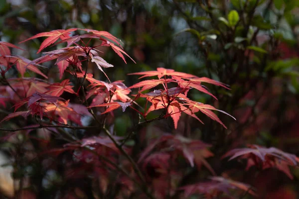 stock image Colorful and form os Japanese Maple leaves throughout the growing season