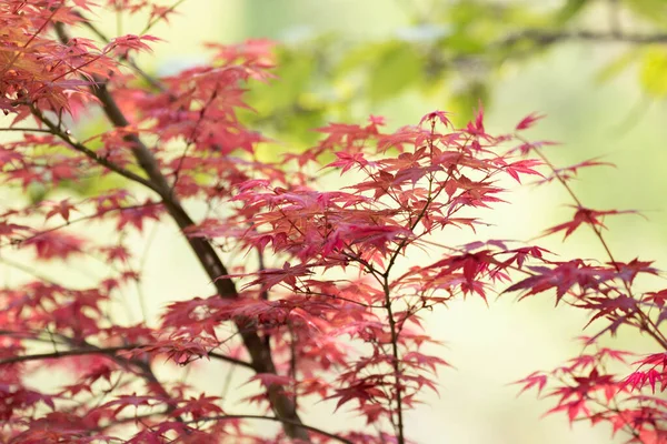 stock image Colorful and form os Japanese Maple leaves throughout the growing season