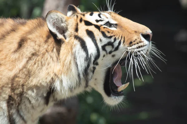 Ritratto Laterale Della Tigre Amur Conosciuta Anche Come Tigre Siberiana — Foto Stock