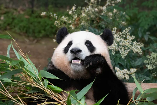 Śmieszne Pose Giant Panda Bao — Zdjęcie stockowe