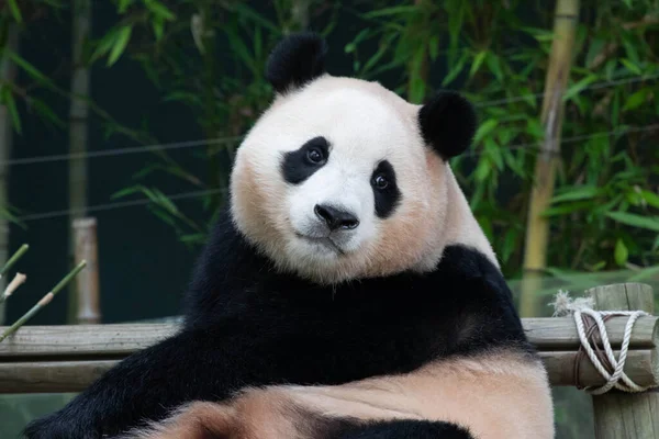 Tatlı Dişi Panda Bao Bambu Yiyor Everland Güney Kore — Stok fotoğraf