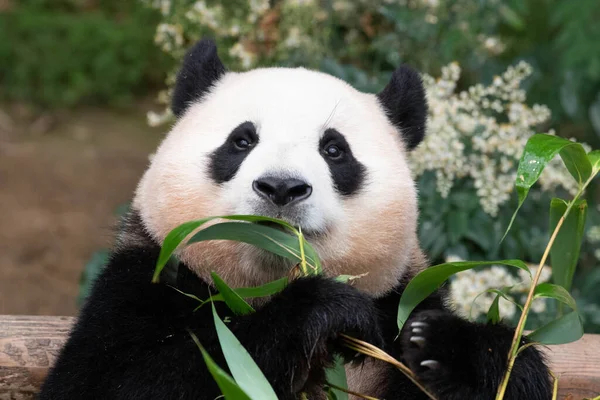 Sweet Female Panda Bao Eten Van Bamboe Everland Zuid Korea Rechtenvrije Stockafbeeldingen