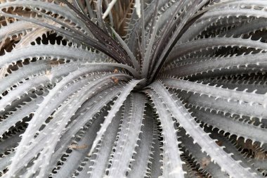 Beautiful shape and amazing surface of Cactus, Queen victoria agave