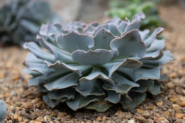 Beautiful Shape Amazing Surface Cactus — Foto Stock