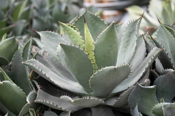 Beautiful Shape Amazing Surface Cactus — Stok fotoğraf