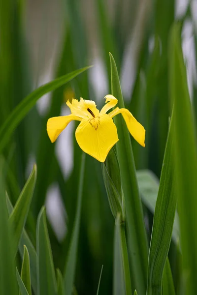 Brillante Flor Iris Amarillo Colorido Verano —  Fotos de Stock