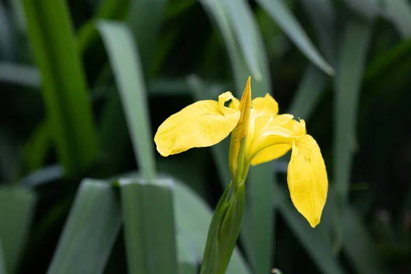 Ljust Färgglada Gula Iris Blomma Sommaren — Stockfoto