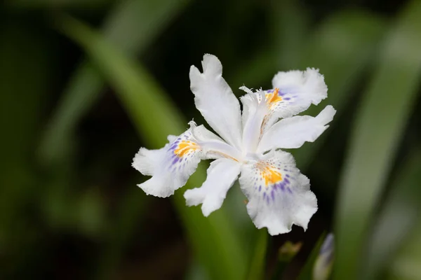 Közeleg Nyár Gyönyörű Virágzó Fehér Írisz Virág Kertben — Stock Fotó