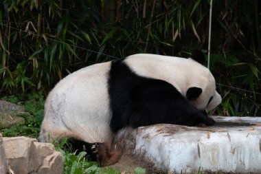 Le Bao 'nun komik pozu, Güney Kore' nin oyuncu dev pandası, buzdağında uyuyor.