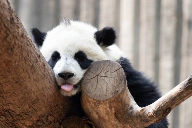 Küçük pandanın komik duruşu, uyurken dilini çıkarması, Chengdu, Çin