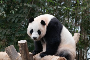 Dişi Panda Ai Bao, kameraya bakıyor.