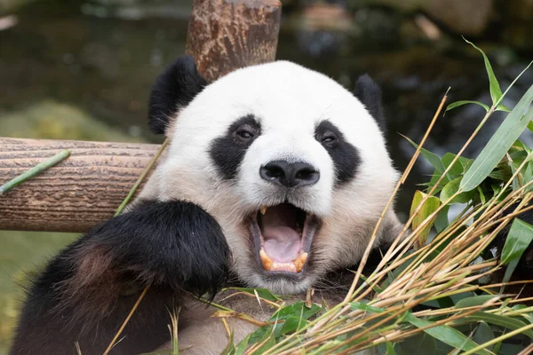 Funny Pose Bao Playful Giant Panda South Korea Giving Big — Stock fotografie
