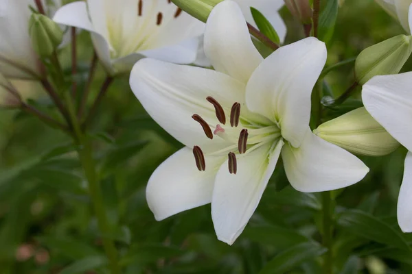 Acerca Primavera Flores Lirio Blanco Brotan Por Todo Parque —  Fotos de Stock
