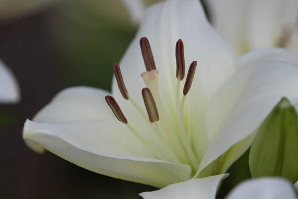 Весна Наближається Квіти Білої Лілії Спускаються Всьому Парку — стокове фото