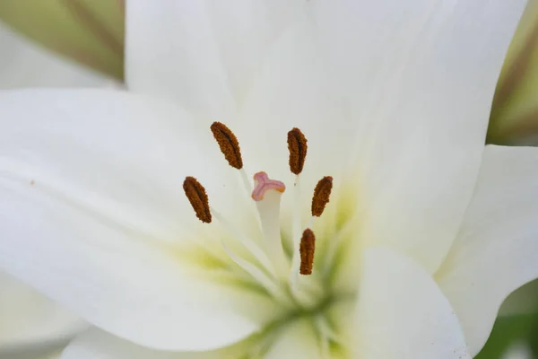 Acerca Primavera Flores Lirio Blanco Brotan Por Todo Parque — Foto de Stock