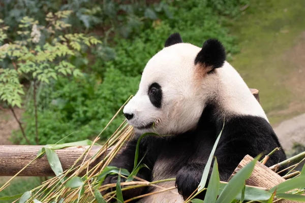 韩国爱玩的大熊猫 的滑稽小猪 — 图库照片