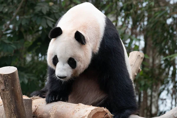 关紧大熊猫爱宝 看着什么东西 — 图库照片