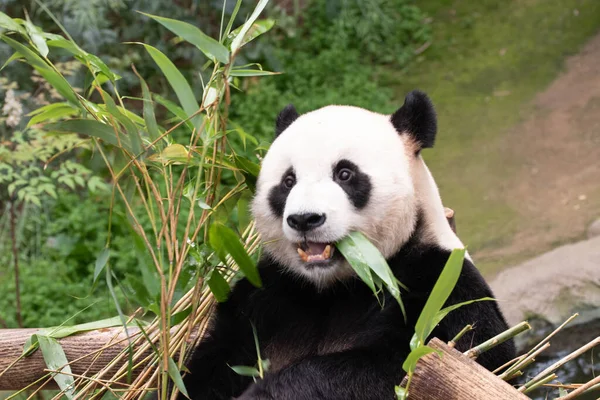 Lustige Pose Von Bao Verspielter Riesenpanda Südkorea Der Bambusblätter Isst Stockfoto