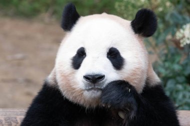 Mutlu Dev Panda Fu Bao Everland, Güney Kore 'de