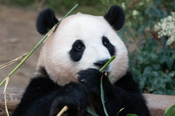 Happy Giant Panda Bao Everland Zuid Korea — Stockfoto