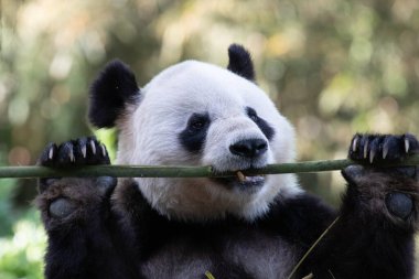 Mutlu Dev Panda Bambu çekirdeği yiyor