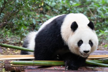 Mutlu Dev Panda, Bei Chuan, Bambu çekirdeği yiyor.