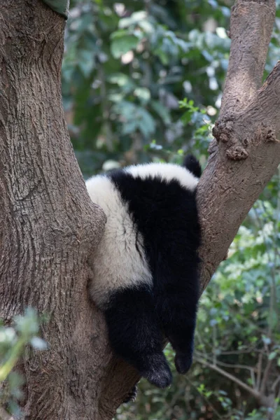 Pose Engraçada Panda Adormecido Base Panda Chengdu China — Fotografia de Stock