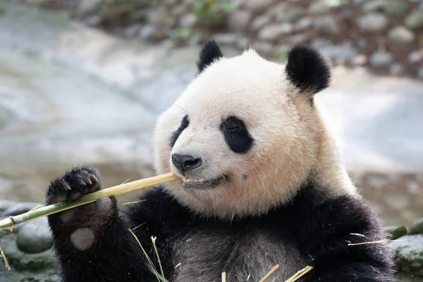 Happy Panda Comendo Folhas Bambu — Fotografia de Stock