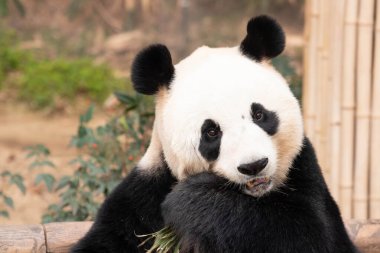 Mutlu Tüylü Dev Panda, Ai Bao, Güney Kore