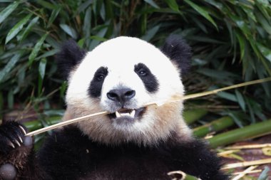 Yumuşak Dev Panda 'nın tatlı duruşu, bambu yiyor.