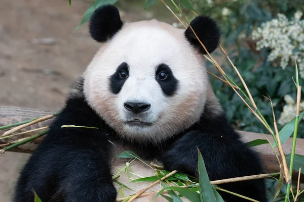 Süßer Weiblicher Panda Bao Der Bambus Isst Everland Südkorea Stockbild