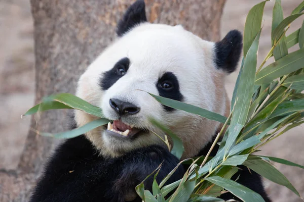 Cute Fluffy Panda Bao Everland Zuid Korea Stockafbeelding