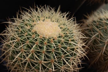 Beautiful shape and amazing surface of Cactus