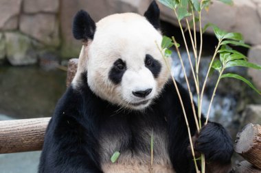 Tahta yatakta bambu yiyen dev panda.