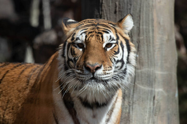 Side view portrait of Amur tiger, also known as the Siberian tiger