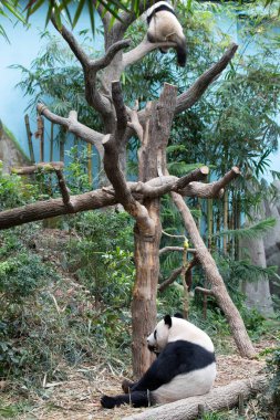 Panda Anne 'nin Değerli Anı ve Yavrusu, Mandai, Singapur