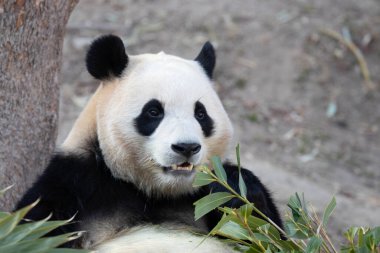 Şirin Fluffy Panda, Fu Bao, Güney Kore