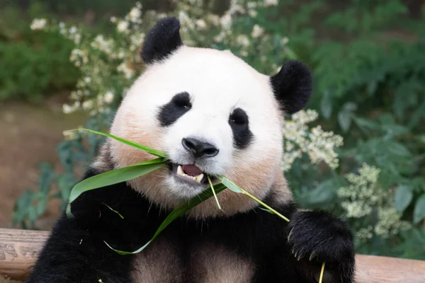 Sweet Female Panda Bao Eten Van Bamboe Everland Zuid Korea Rechtenvrije Stockfoto's
