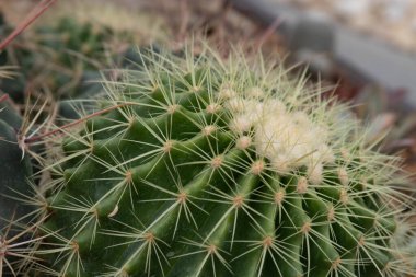 Beautiful shape and amazing surface of Cactus