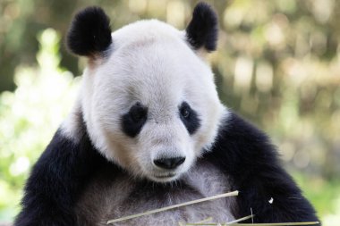 Şirin tüylü dev panda bahçede bambu yiyor.